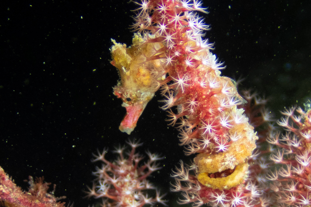 ハナタツの写真1｜体を巻きつけて固定しています。