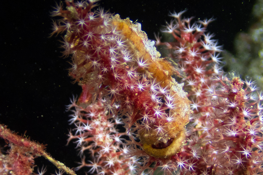 ハナタツの写真3｜巻きつくために尾が長いです。