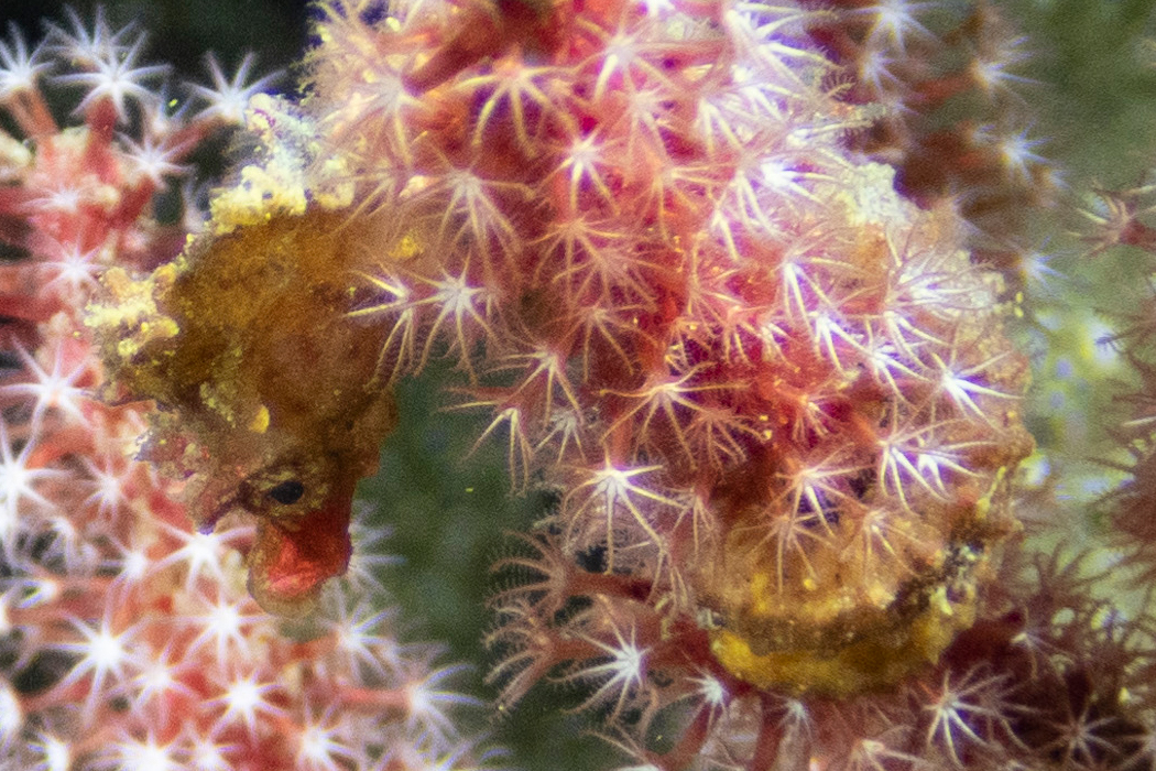 ハナタツの写真4｜吻が細長いです。