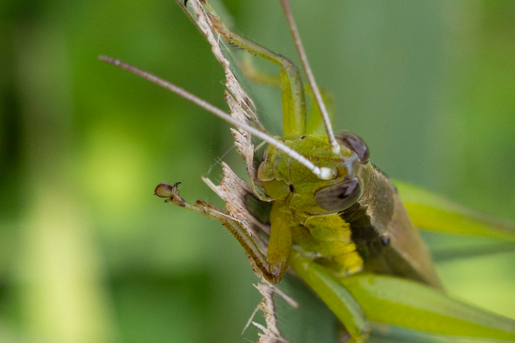 ハネナガイナゴの写真4｜葉をかじっていました。