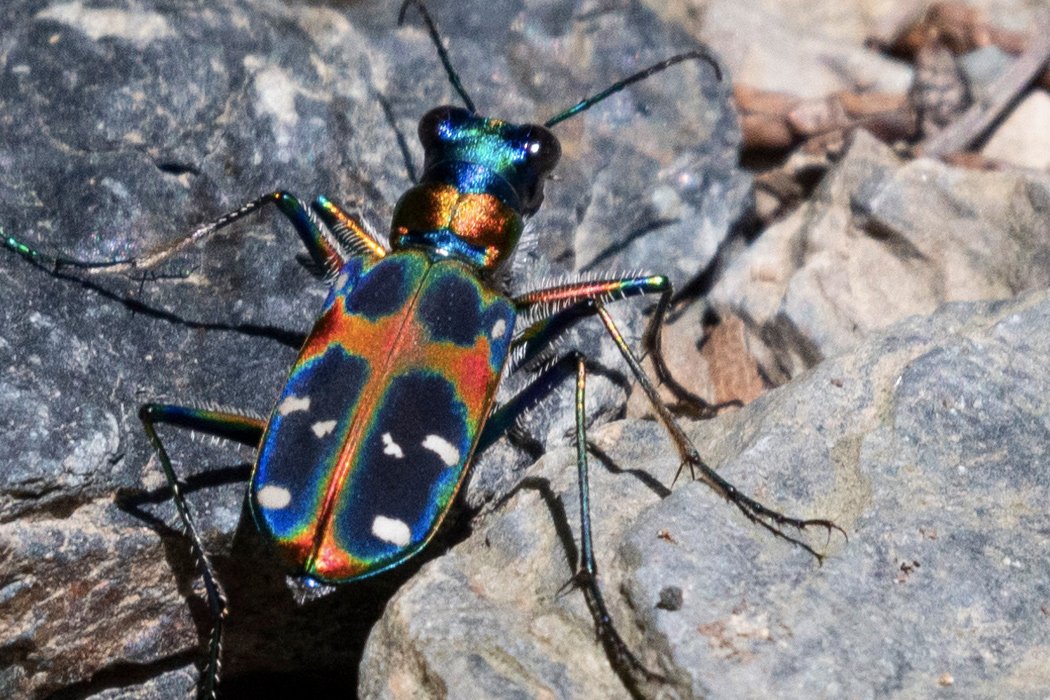 ハンミョウの写真1｜青、赤、緑の金属光沢があります。