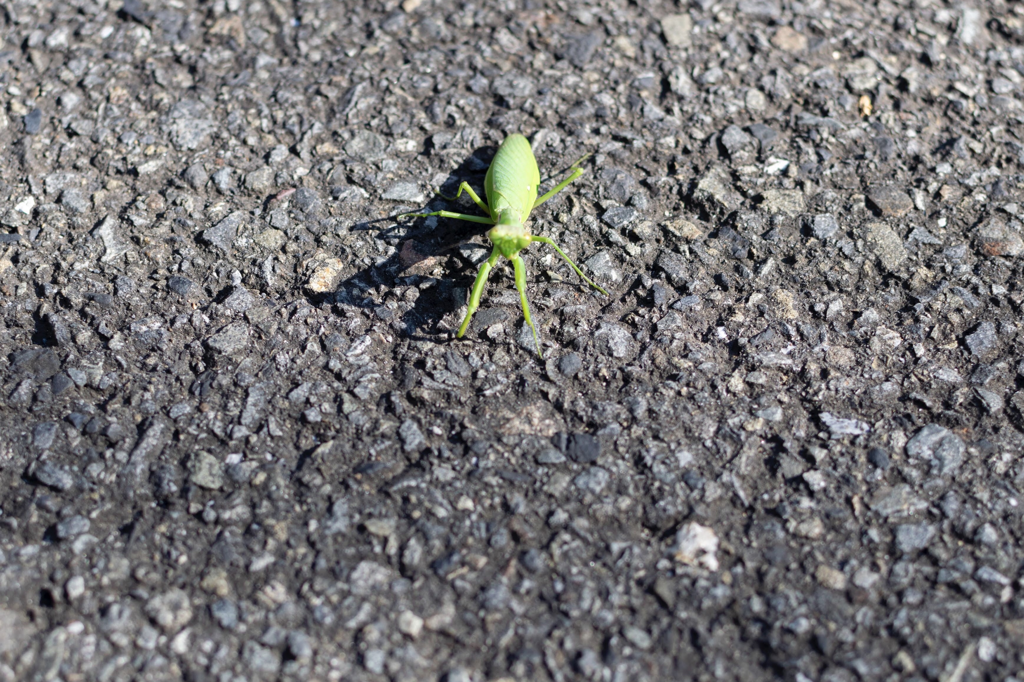 Picture of Indo-Pacific mantis2｜Taken from the front.