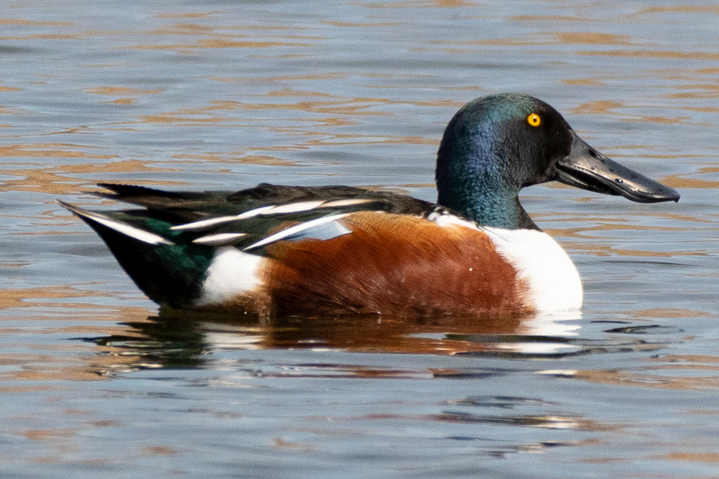 ハシビロガモの写真1｜上の嘴が長いです。