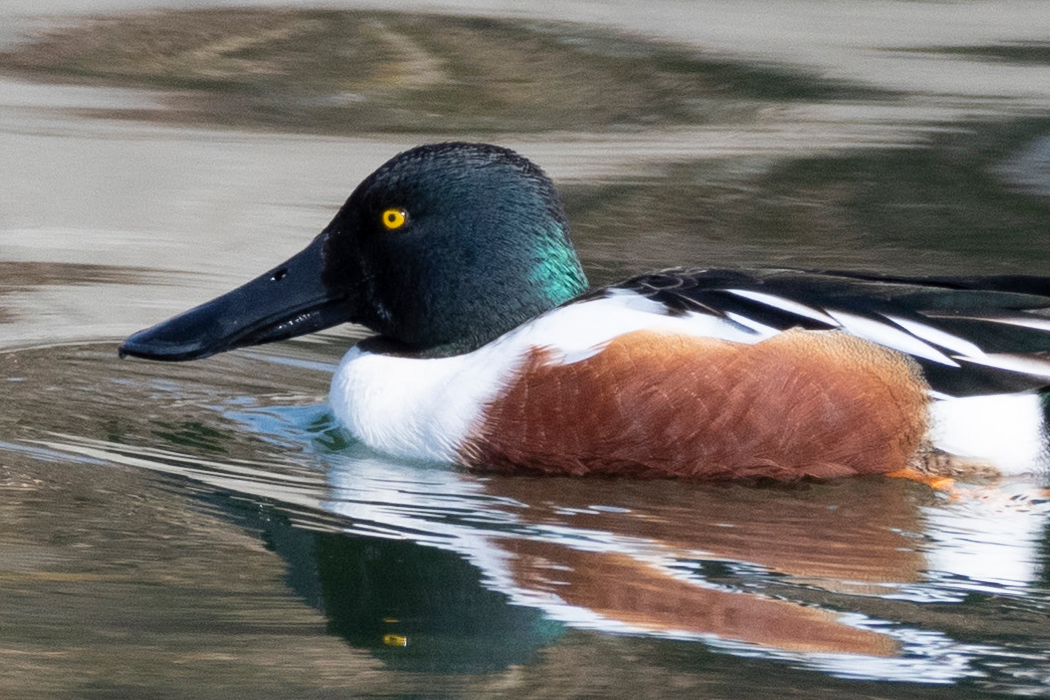 ハシビロガモの写真4｜腹は明るい褐色です。