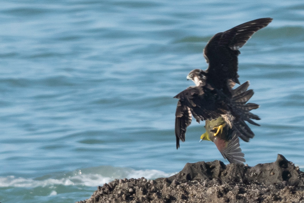 ハヤブサの写真3｜アオバトを捕らえました。