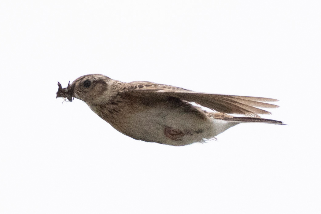 ヒバリの写真5｜昆虫を咥えて飛んでいます。