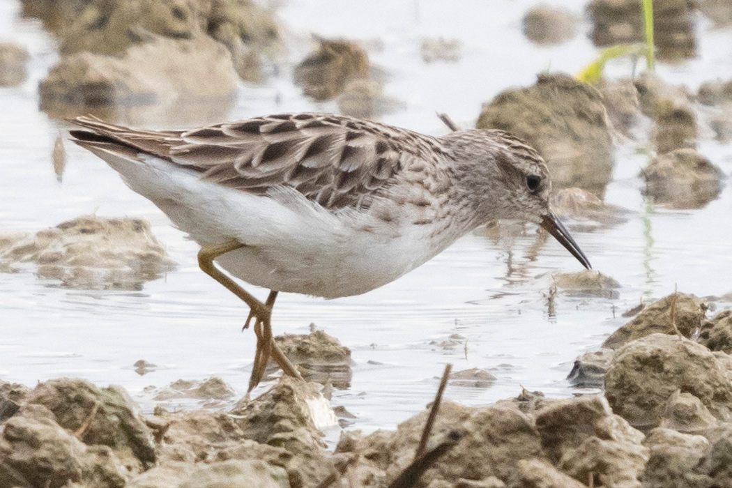 写真｜「ヒバリシギ」