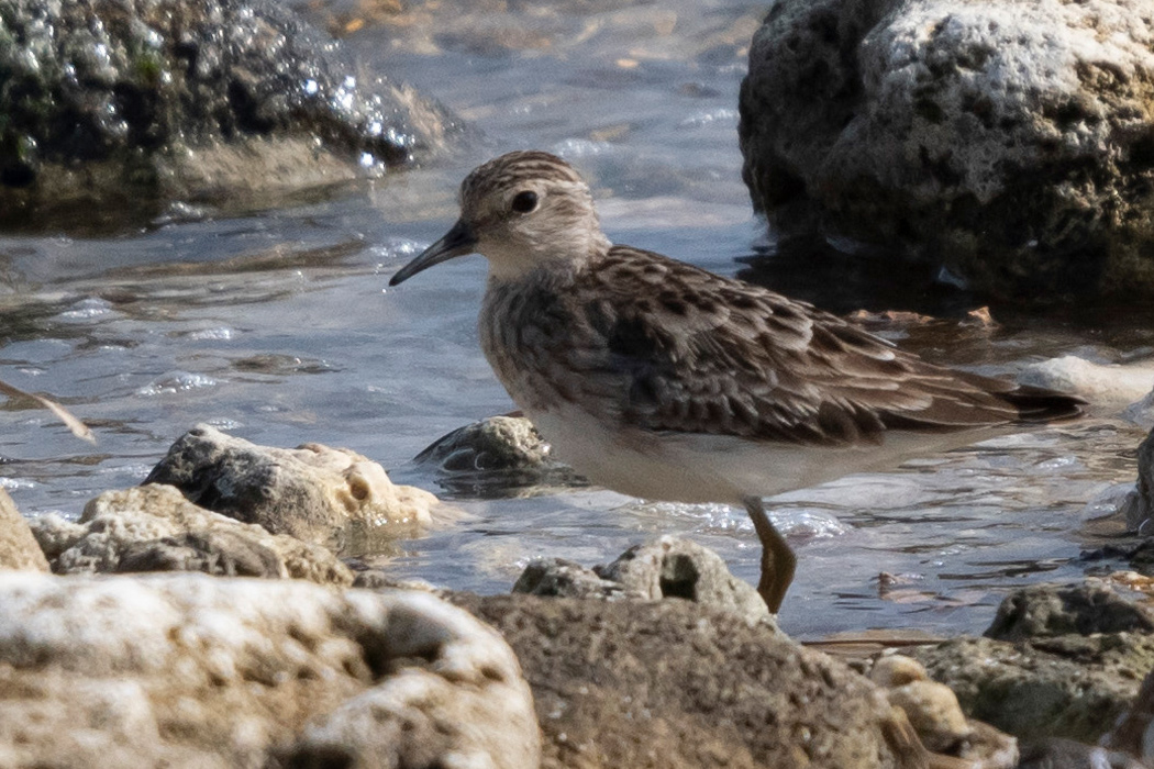 Picture of Long-toed Stint2｜A skylark on the beach.