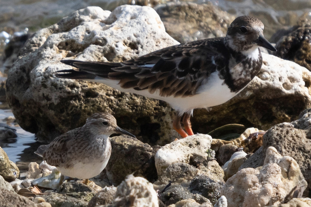 Picture of Long-toed Stint4｜It looks smaller than the red-headed sandpiper.