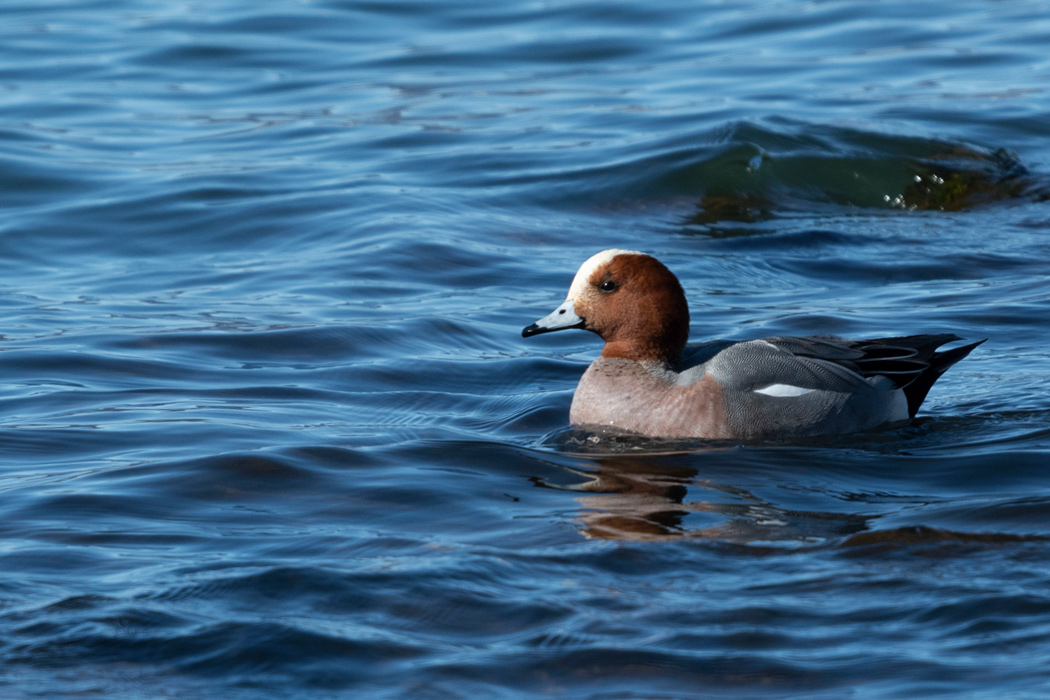 写真｜「ヒドリガモ」