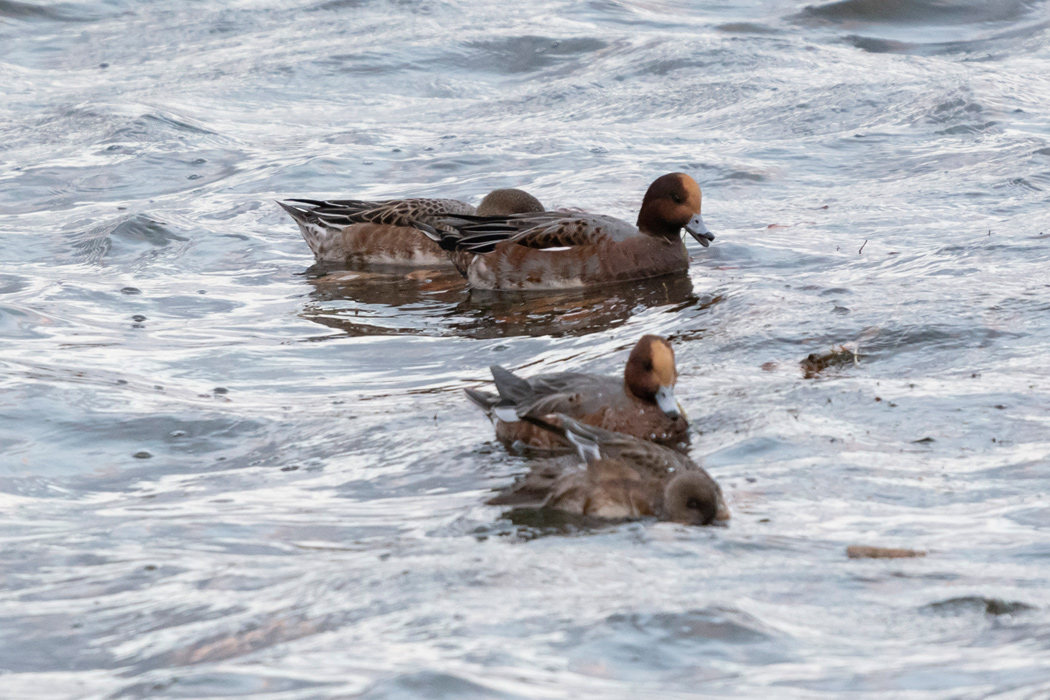 ヒドリガモの写真4｜朝方の海辺です。