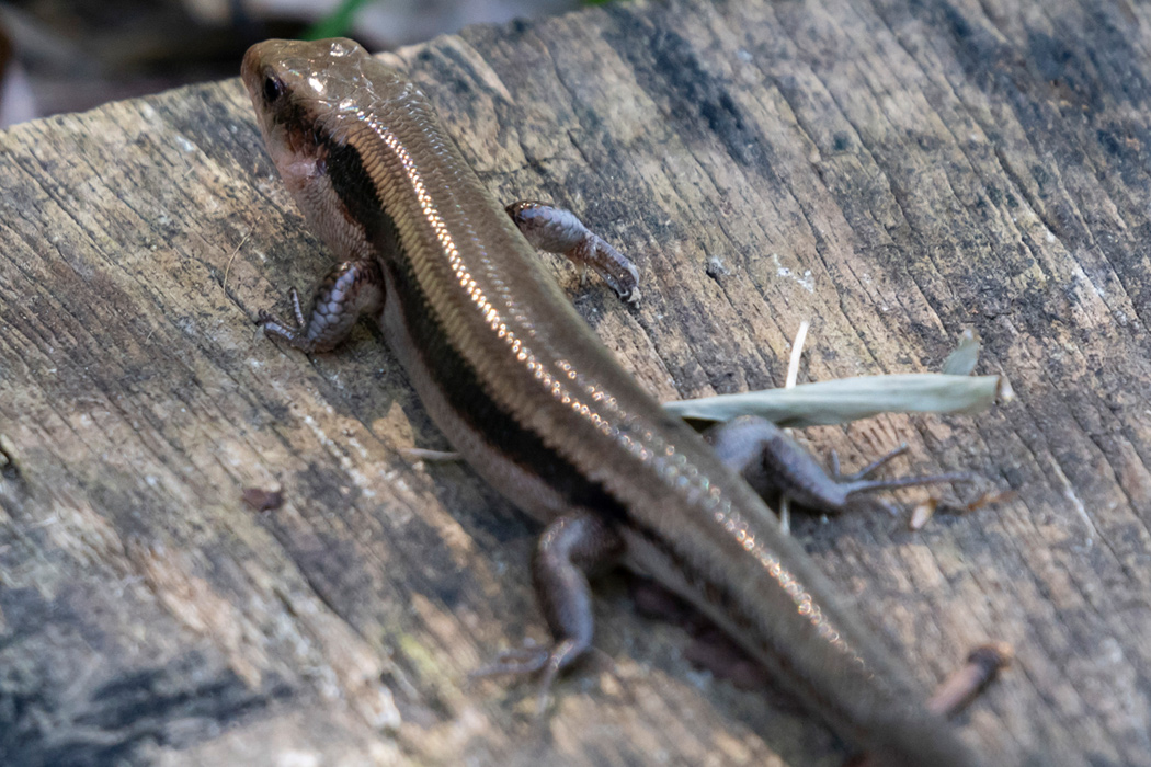 ヒガシニホントカゲの写真3｜成体です。少し太く見えます。