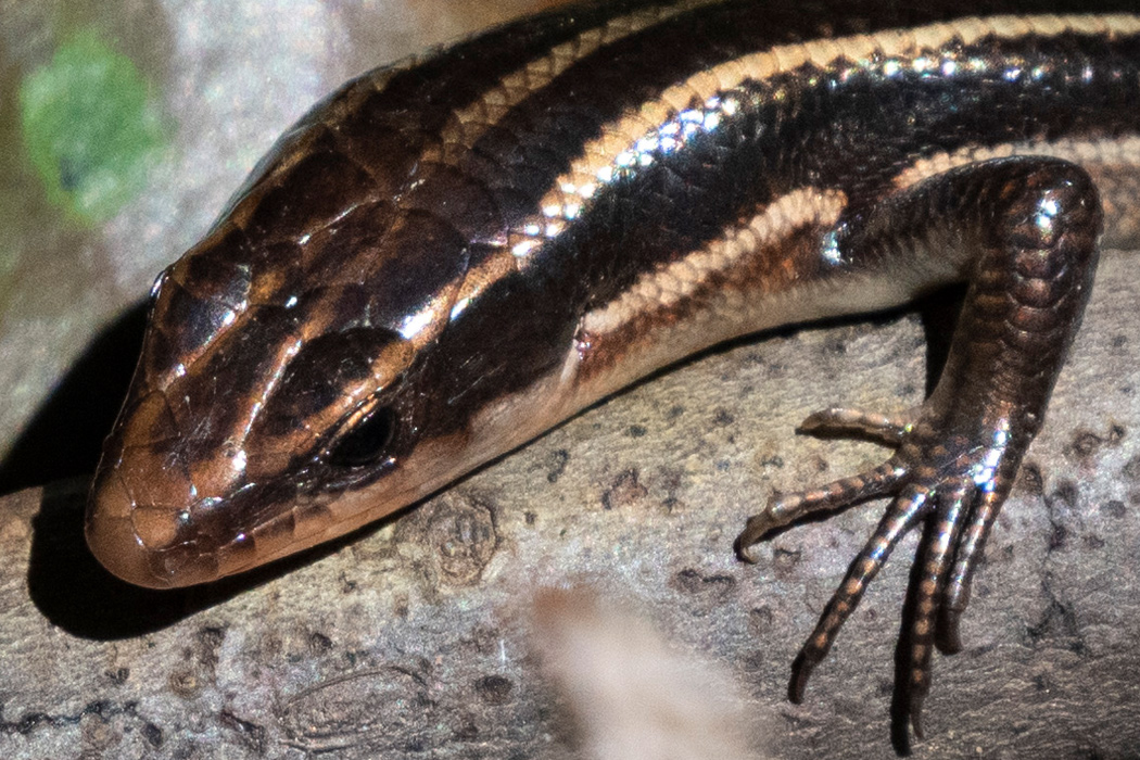 ヒガシニホントカゲの写真4｜細い指は5本です。