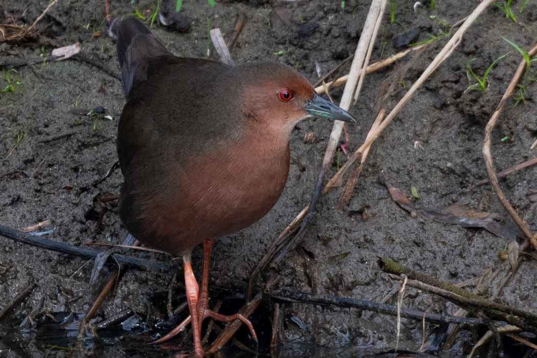 ヒクイナの写真1｜緋色（赤褐色）の腹です。