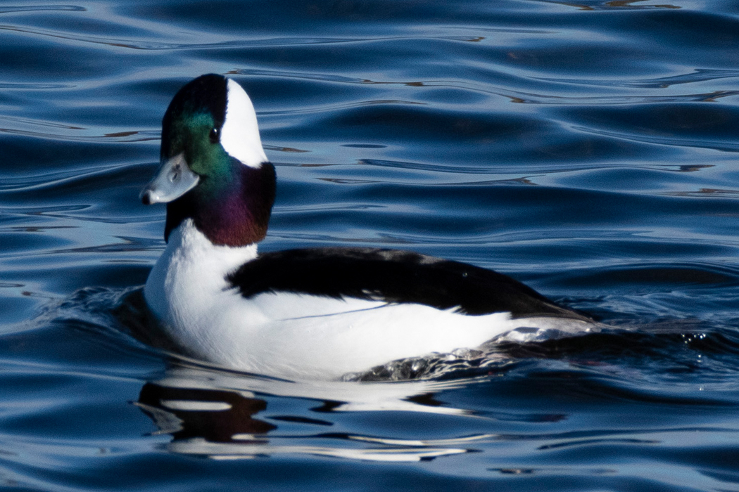 Picture of Bufflehead2｜It looks green or purple.