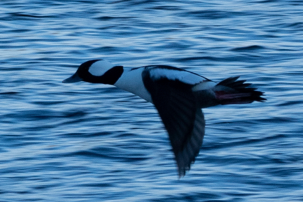 Picture of Bufflehead4｜Wings appear black when flying.