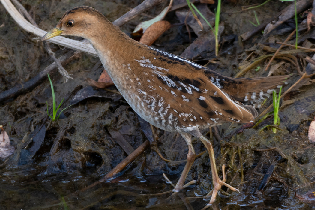 ヒメクイナの写真1｜褐色の体に白い線がまばらに入ります。