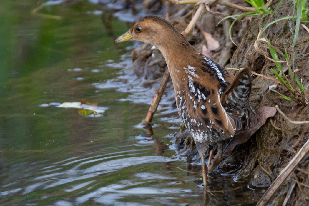 ヒメクイナの写真3｜水辺を歩いていました。