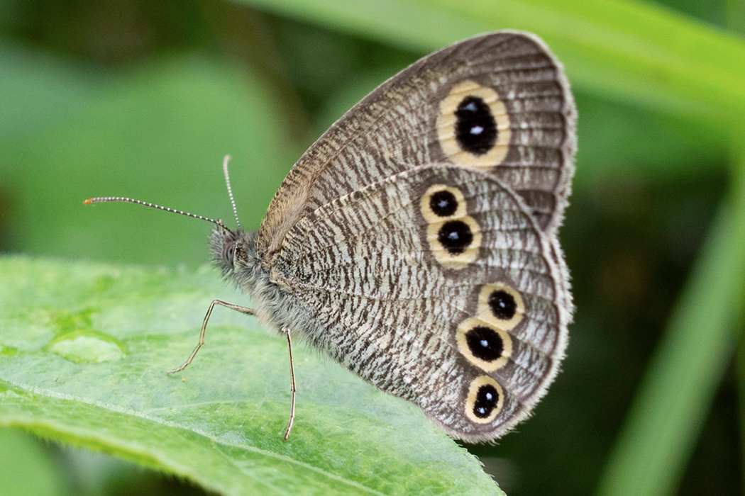 写真｜「ヒメウラナミジャノメ」