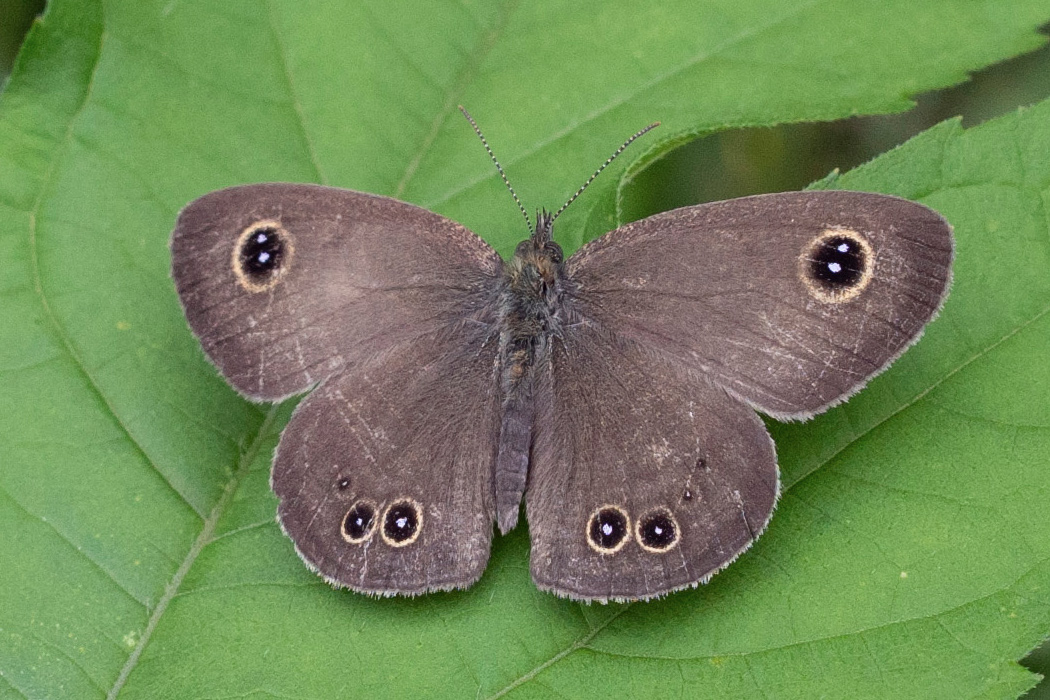 写真｜「ヒメウラナミジャノメ」