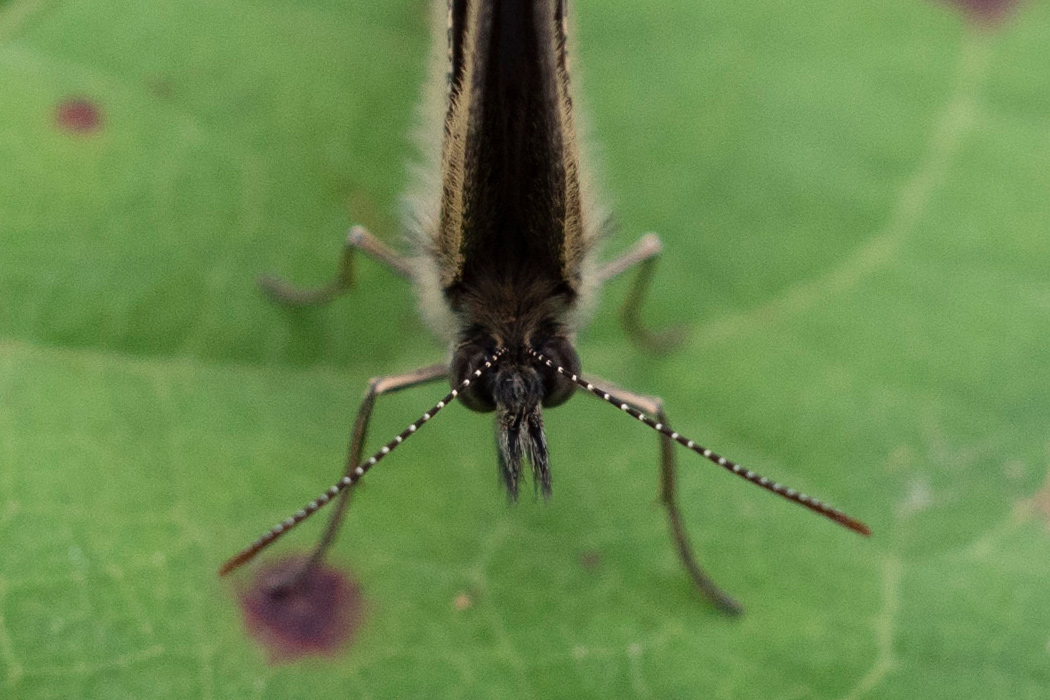 写真｜「ヒメウラナミジャノメ」