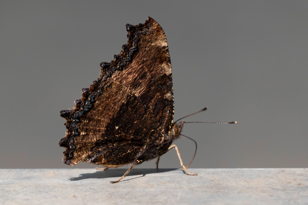 ヒオドシチョウの写真2｜翅を閉じると樹皮のような見た目です。