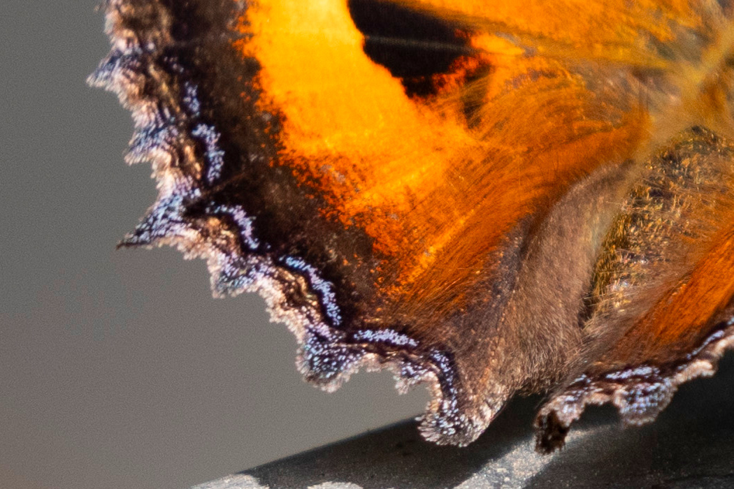 ヒオドシチョウの写真3｜縁には青白い光沢があります。