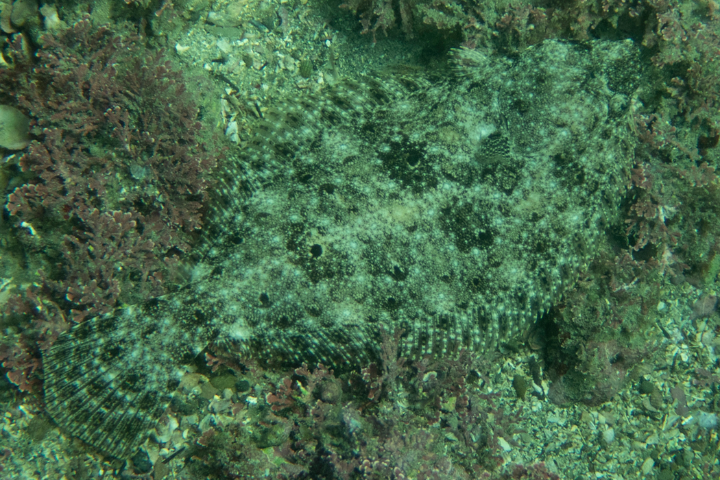 写真｜「ヒラメ」