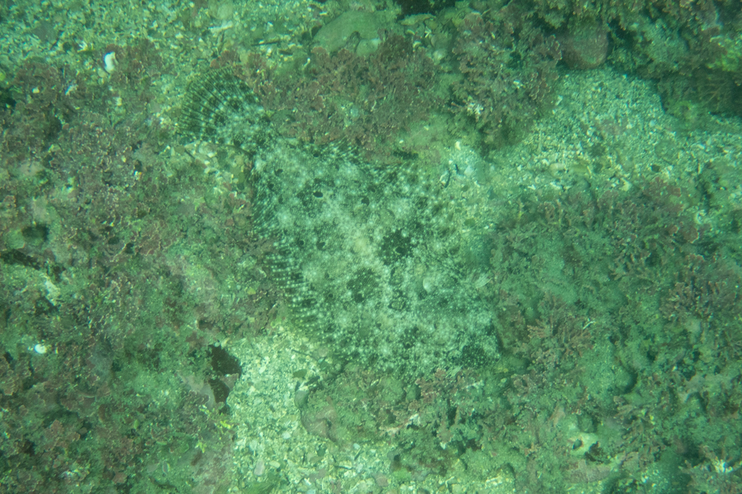 ヒラメの写真3｜シルエットでわかります。