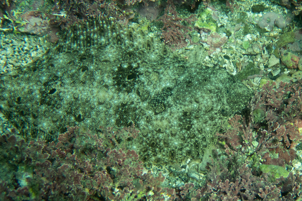 ヒラメの写真4｜両目で上を見ていました。