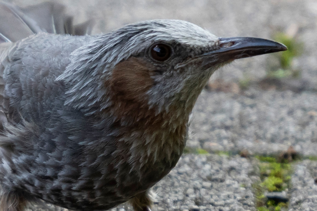 写真｜「ヒヨドリ」