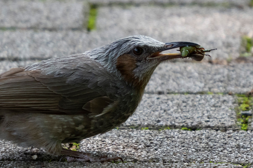 写真｜「ヒヨドリ」