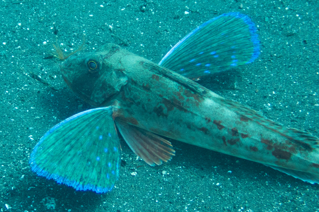 写真｜「ホウボウ」
