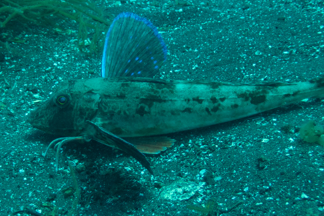 ホウボウの写真4｜海底を歩くように動きます。