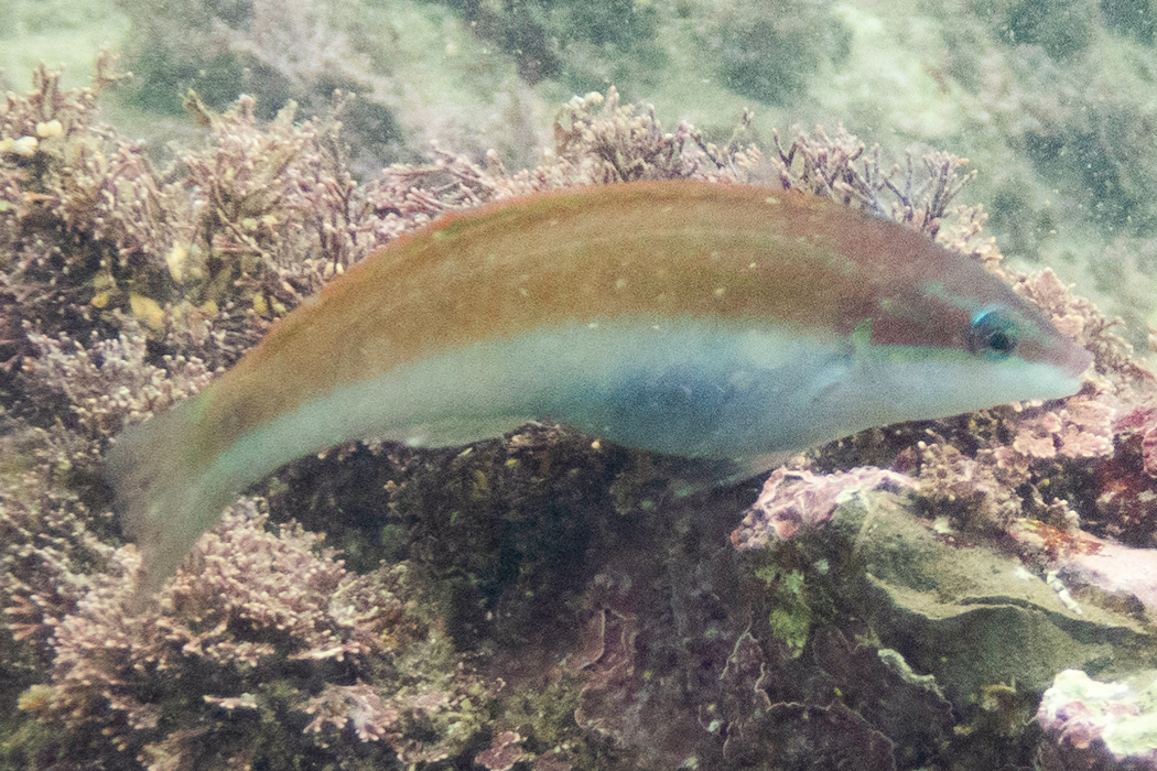 ホンベラの写真1｜背面は褐色、腹は淡い水色です。