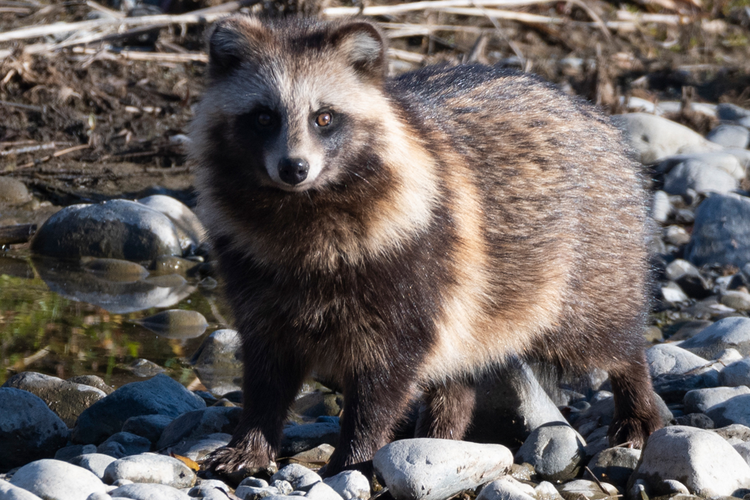 写真｜「ホンドタヌキ」