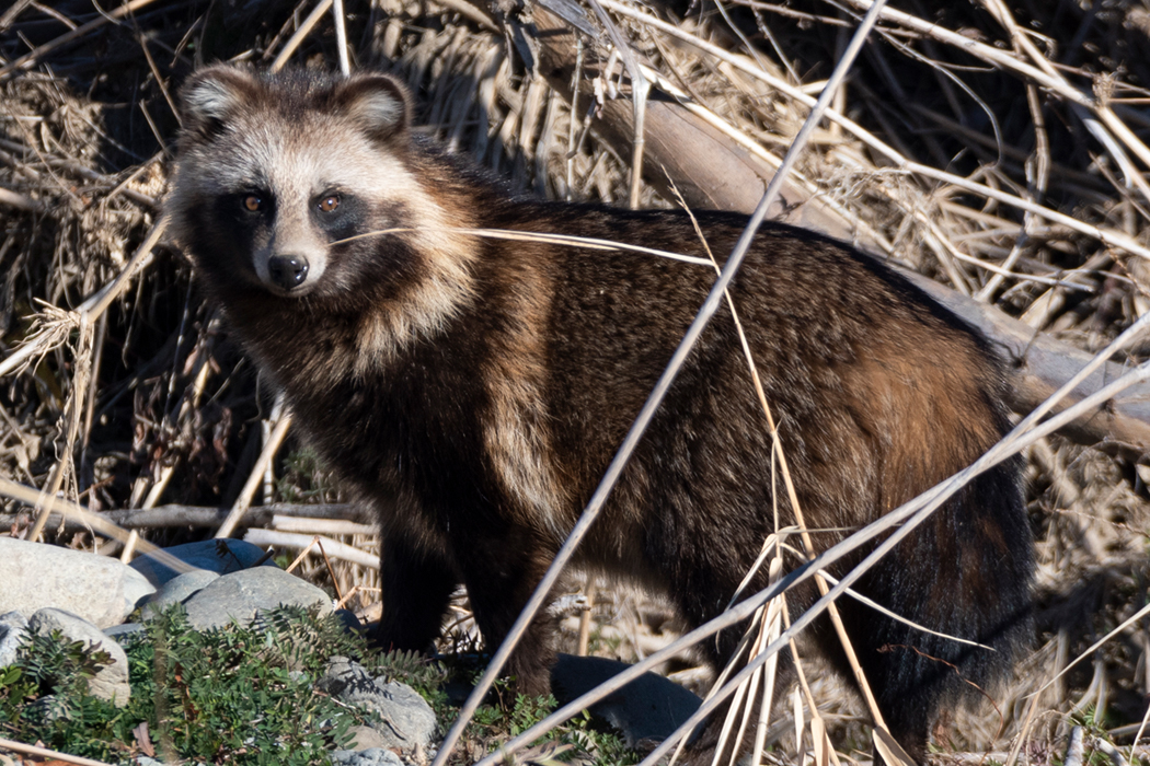 写真｜「ホンドタヌキ」
