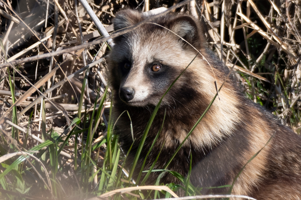 写真｜「ホンドタヌキ」