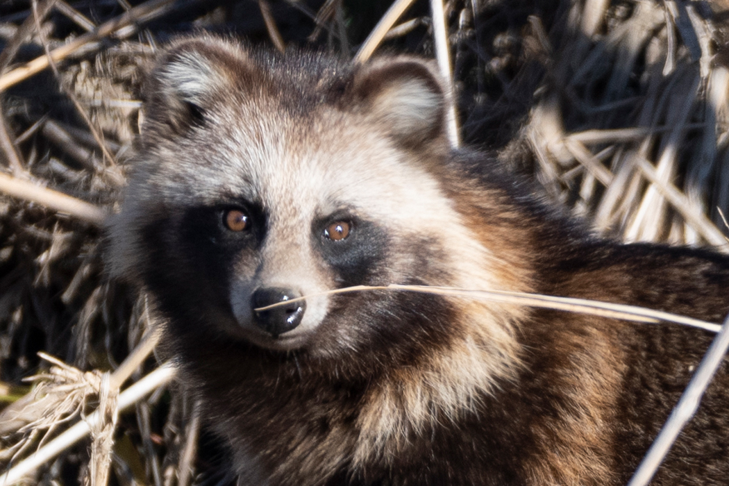 写真｜「ホンドタヌキ」