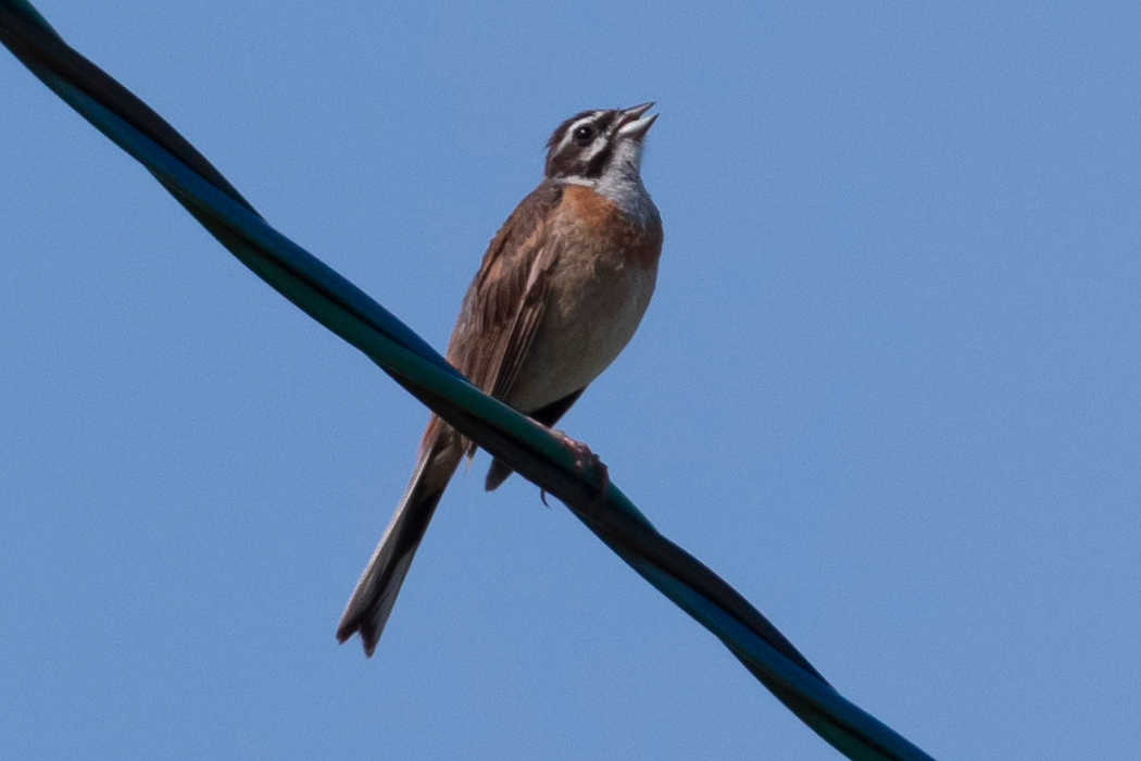 写真｜「ホオジロ」