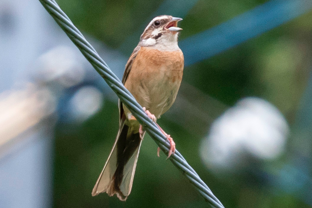 写真｜「ホオジロ」