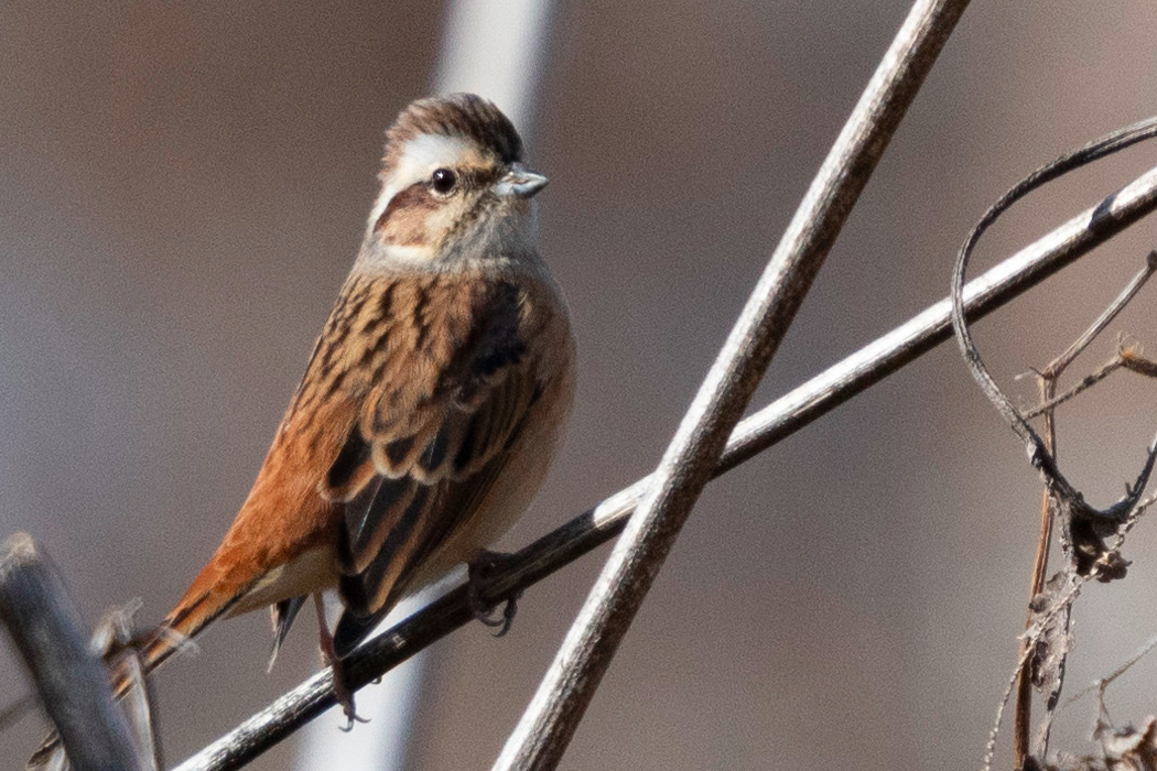 写真｜「ホオジロ」