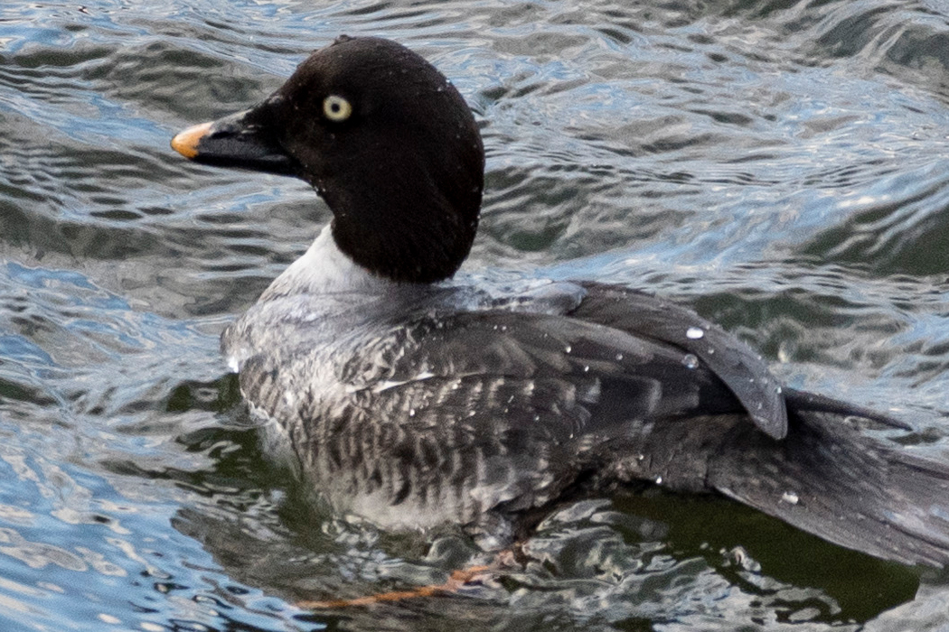 ホオジロガモの写真3｜採餌中のメスです。