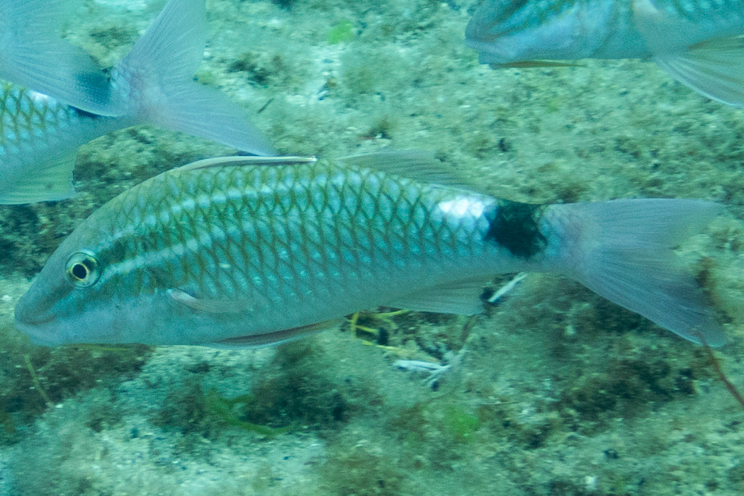 写真｜「ホウライヒメジ」