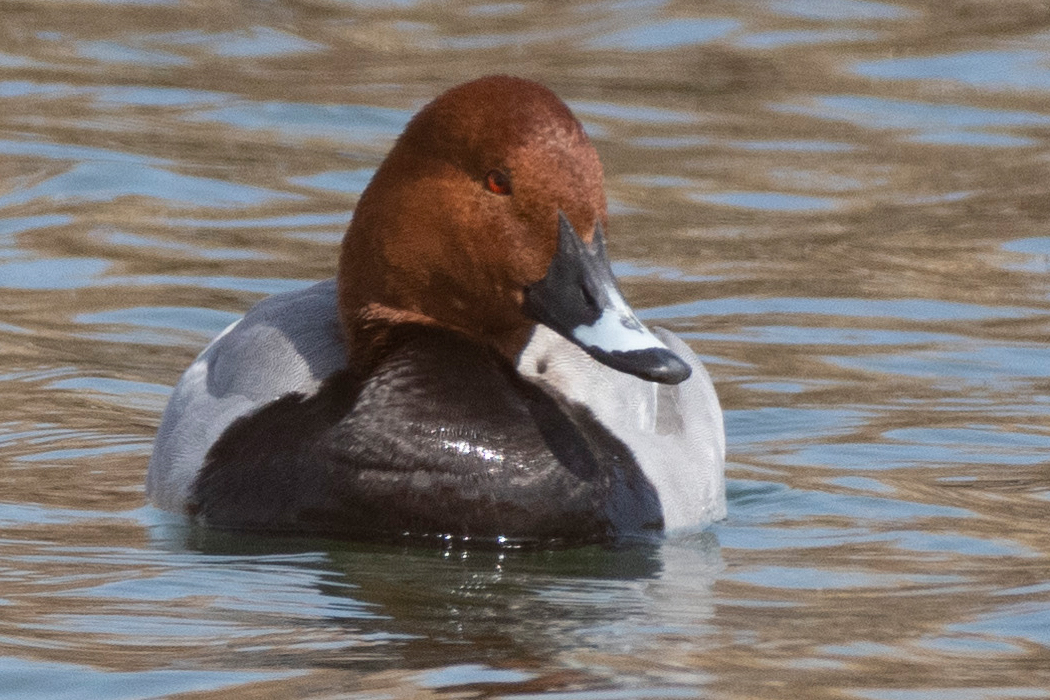 写真｜「ホシハジロ」