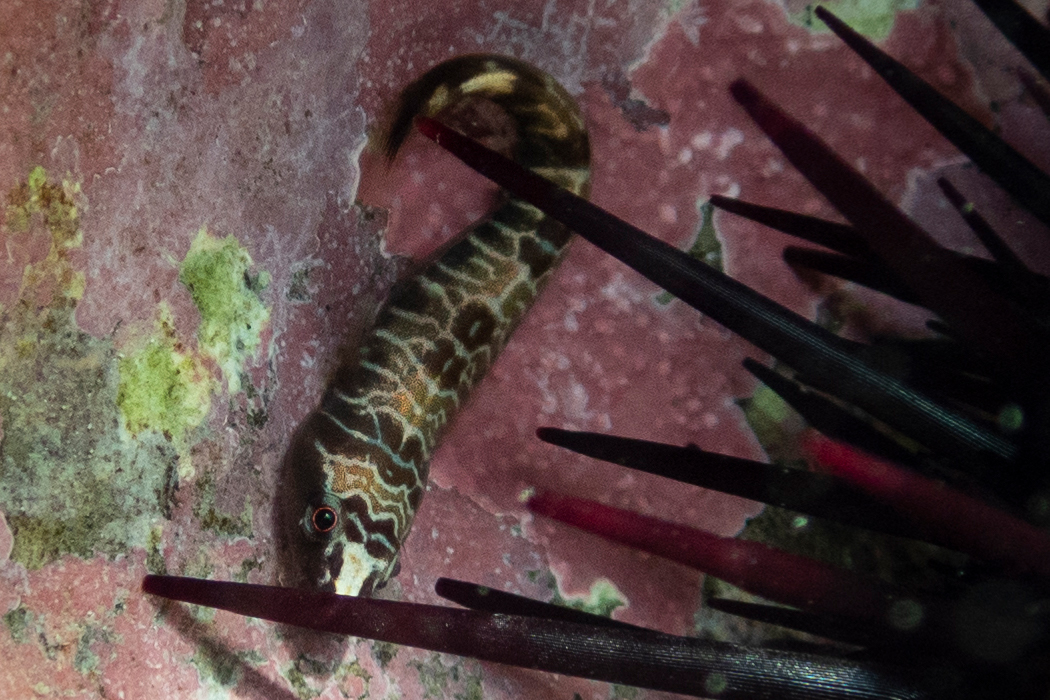 ホソウバウオの写真1｜ウニの陰に隠れていました