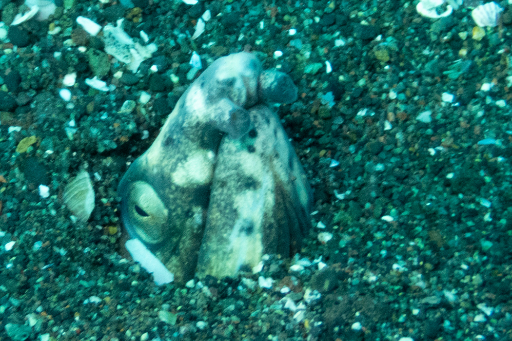 ホタテウミヘビの写真1｜顔だけを出しています。