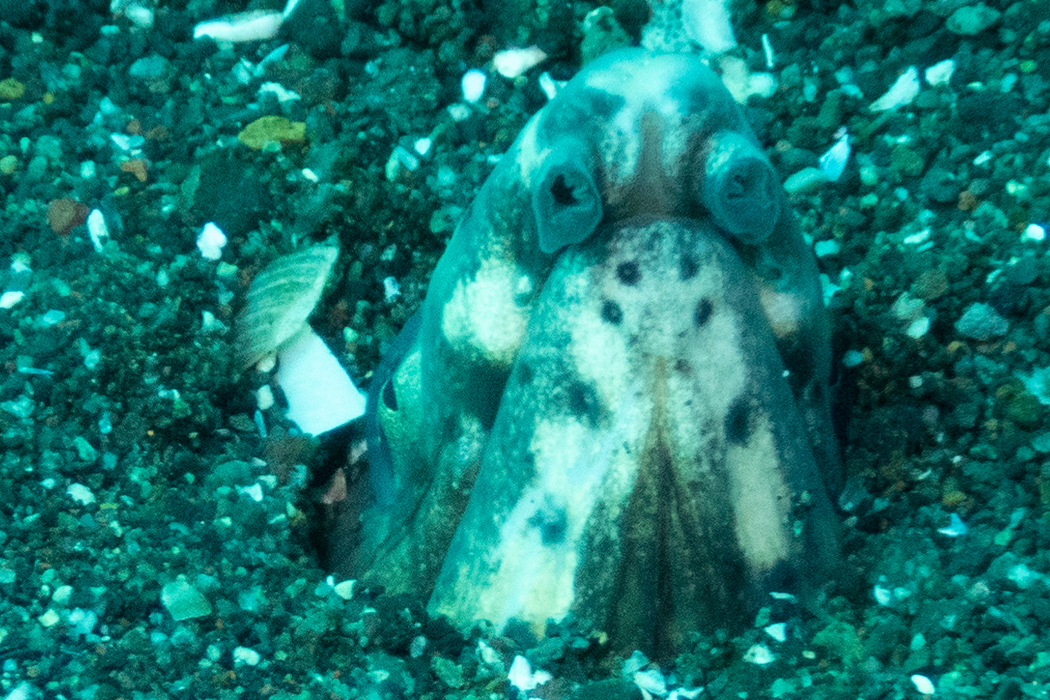 ホタテウミヘビの写真2｜鼻管が特徴的です。