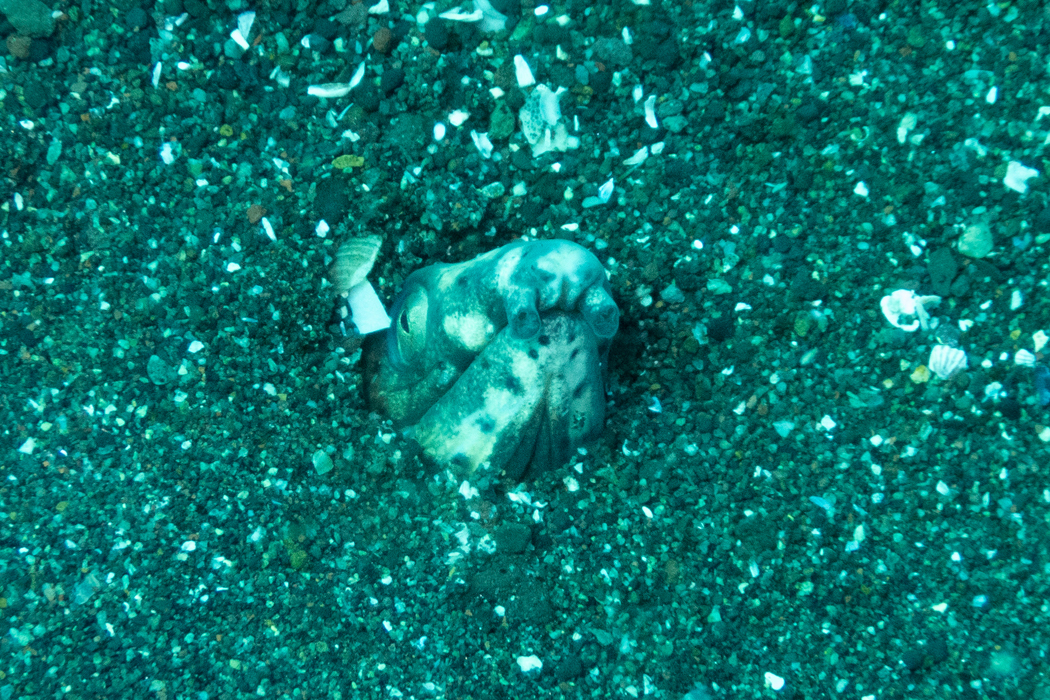 ホタテウミヘビの写真3｜砂地にいました。