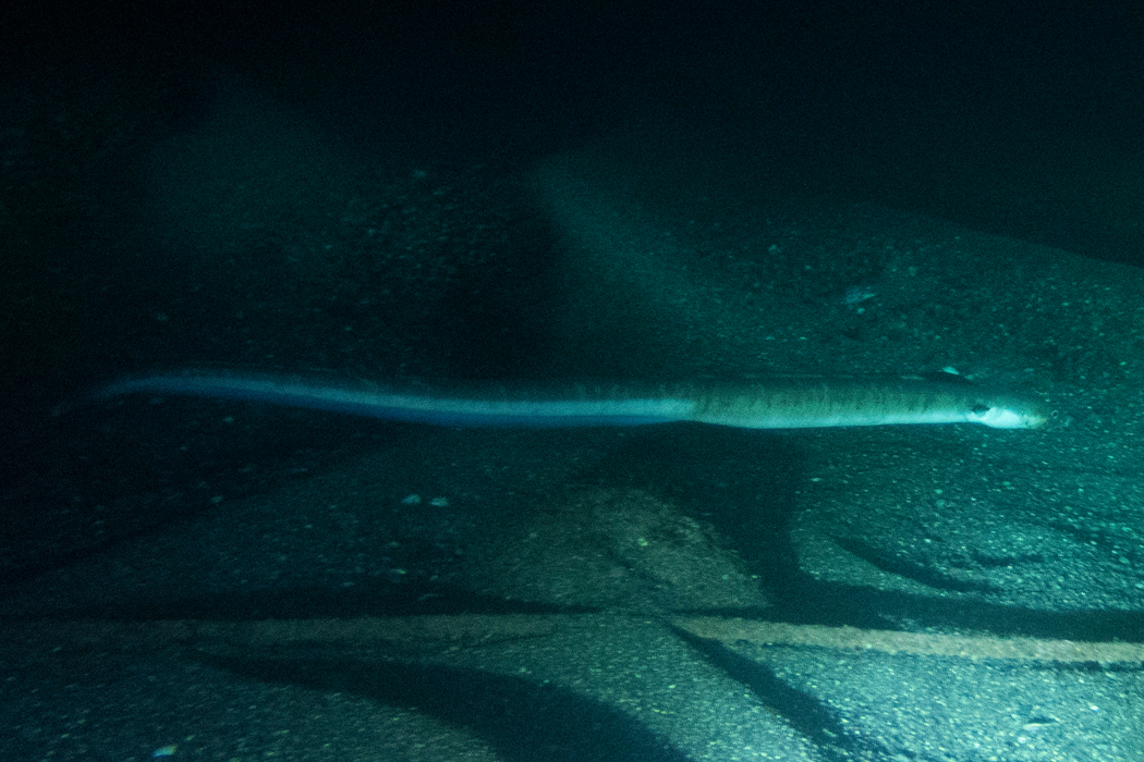 ホタテウミヘビの写真5｜長いです。